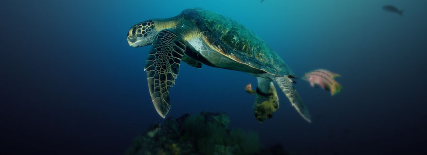 galapagos