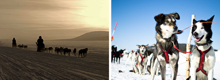 icehotel trineo de perros